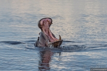 Африканское ралли. Часть 5