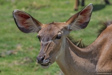 Африканское ралли. Часть 5