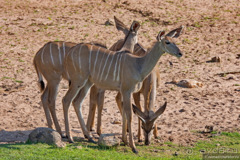 Африканское ралли. Часть 5