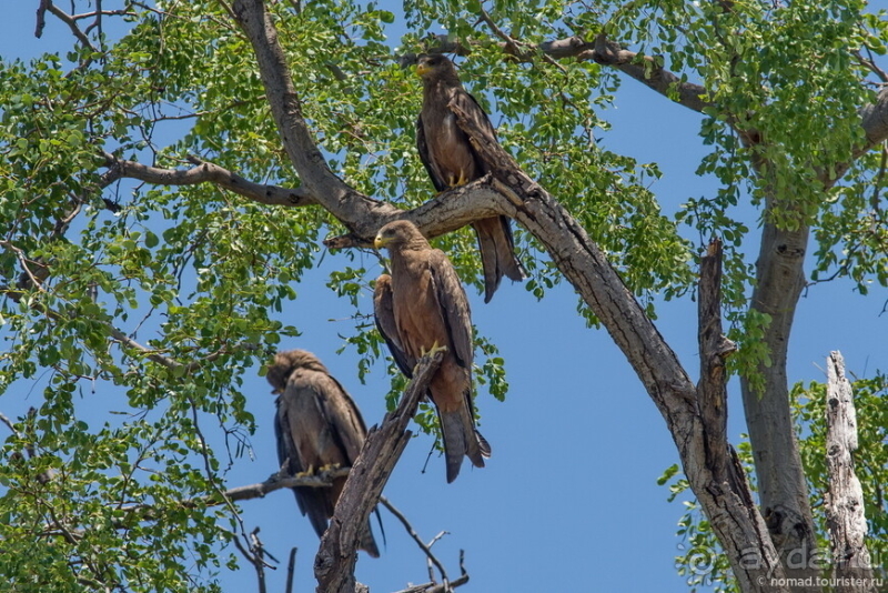 Африканское ралли. Часть 5