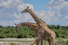 Африканское ралли. Часть 5