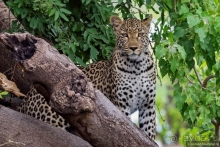 Африканское ралли. Часть 5