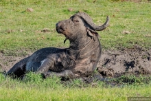 Африканское ралли. Часть 5