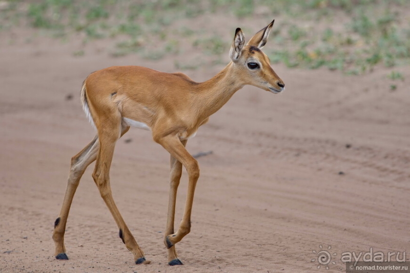 Африканское ралли. Часть 5