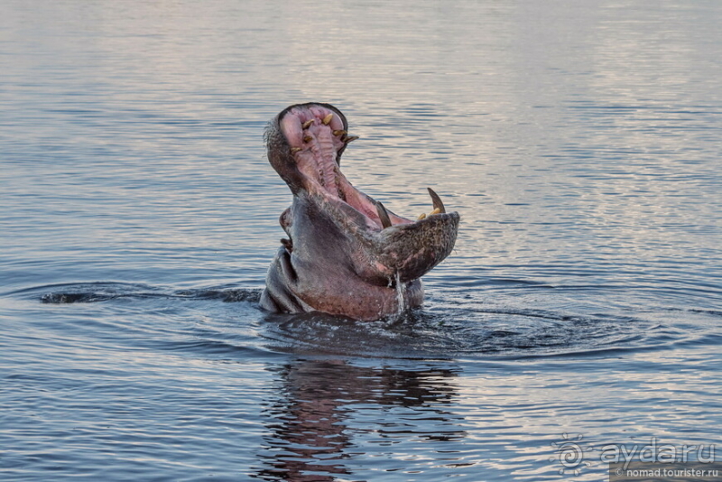 Африканское ралли. Часть 5