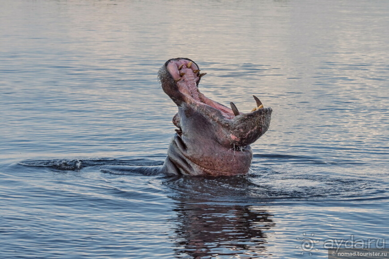 Африканское ралли. Часть 5