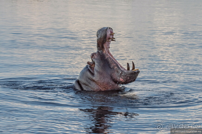 Африканское ралли. Часть 5