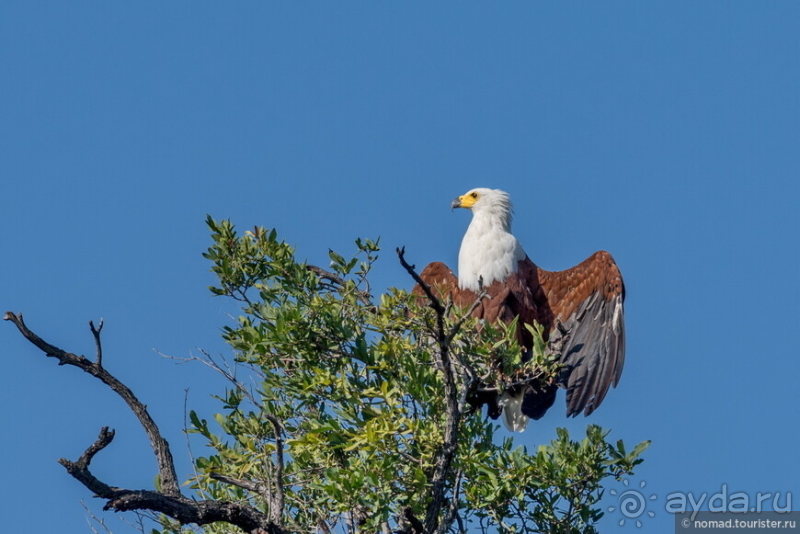 Африканское ралли. Часть 5