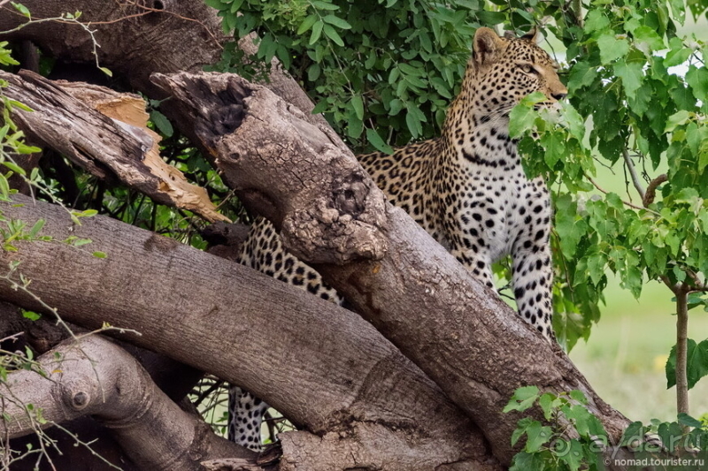 Африканское ралли. Часть 5