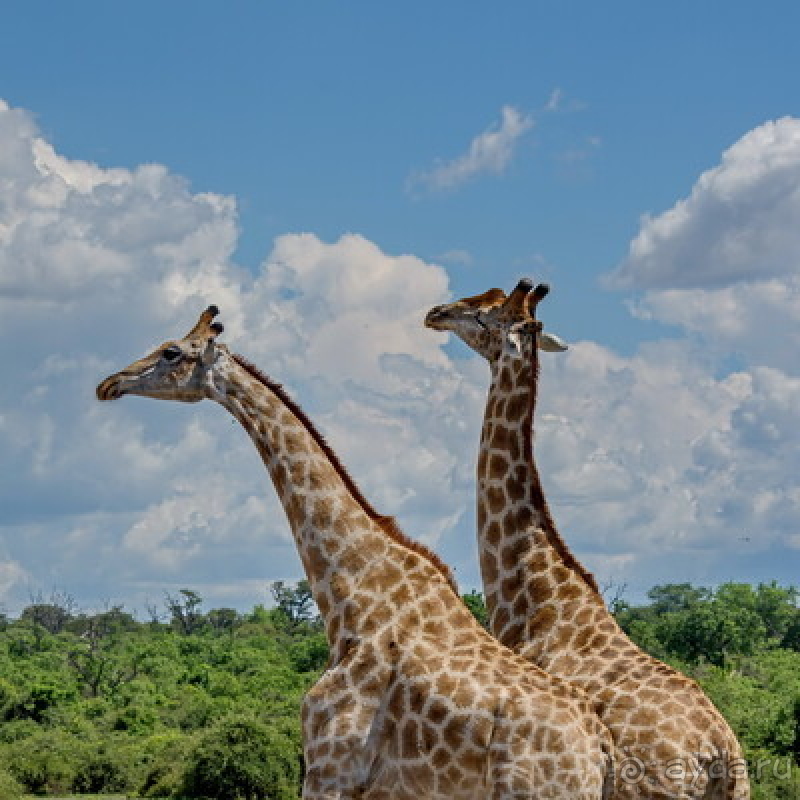 Африканское ралли. Часть 5