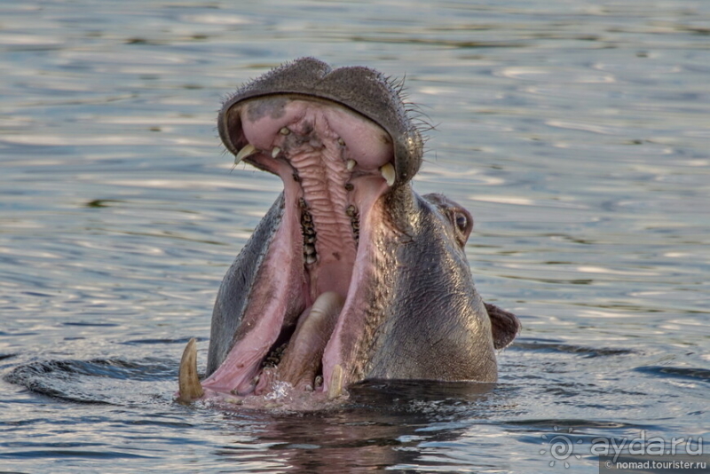 Африканское ралли. Часть 5