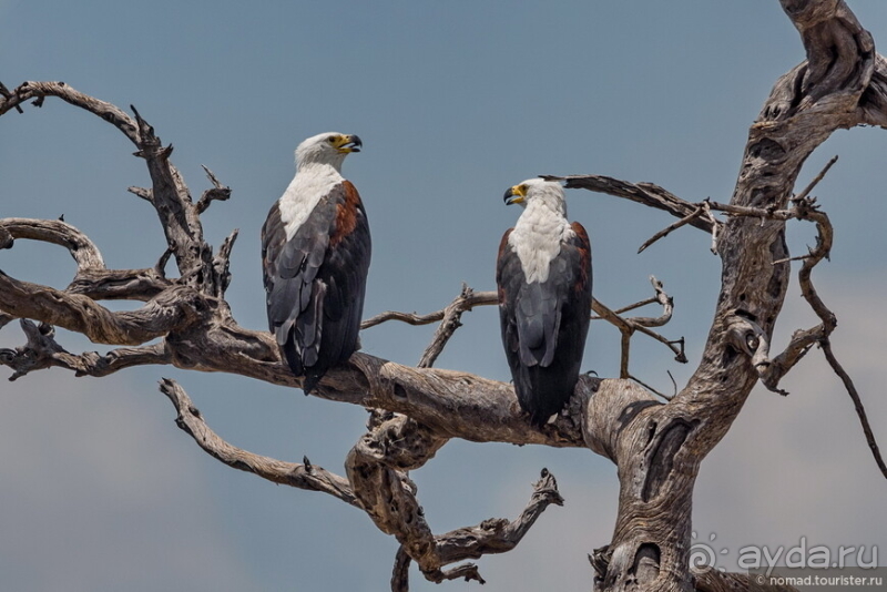 Африканское ралли. Часть 5