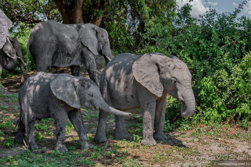 Африканское ралли. Часть 5