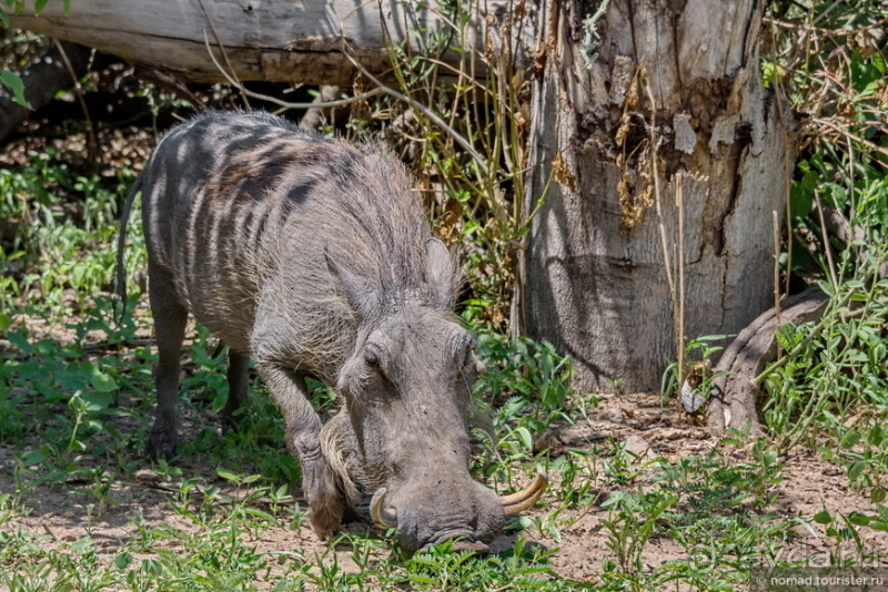 Африканское ралли. Часть 5