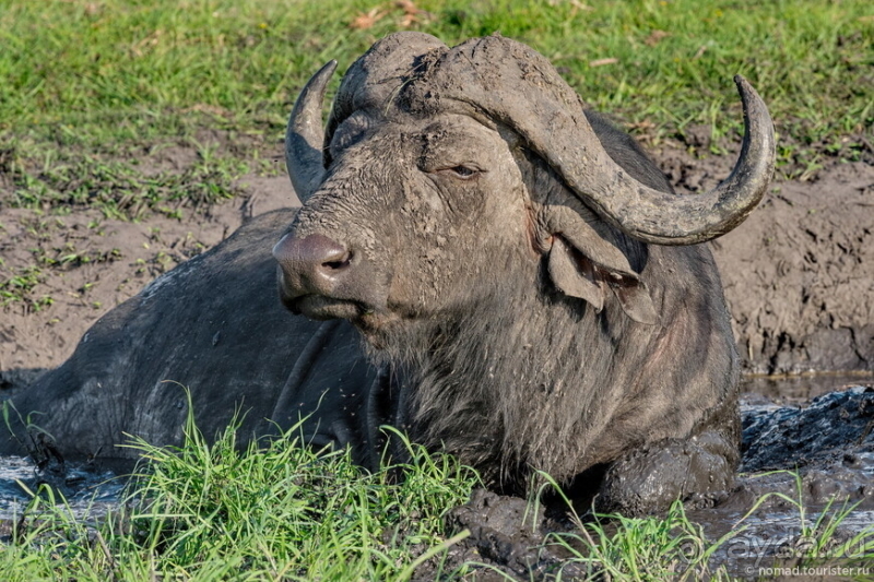 Африканское ралли. Часть 5