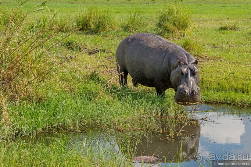 Африканское ралли. Часть 5