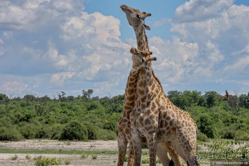 Африканское ралли. Часть 5