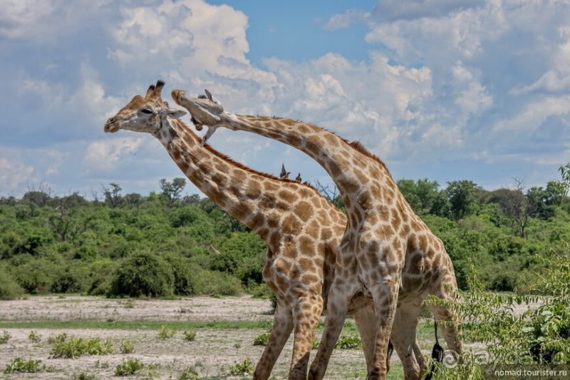 Африканское ралли. Часть 5