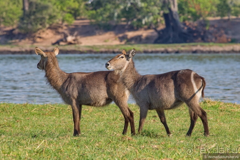 Африканское ралли. Часть 5