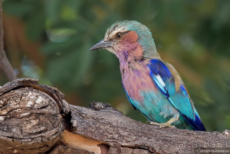 Африканское ралли. Часть 5