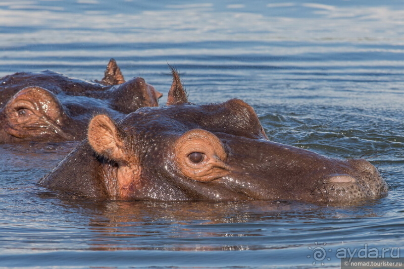 Африканское ралли. Часть 5