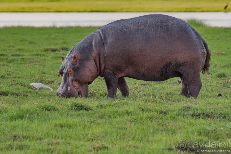 Африканское ралли. Часть 5