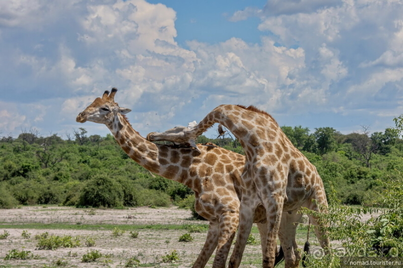 Африканское ралли. Часть 5