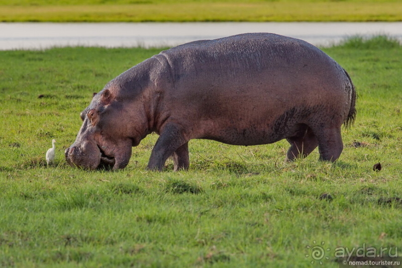 Африканское ралли. Часть 5