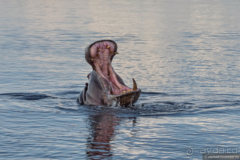 Африканское ралли. Часть 5