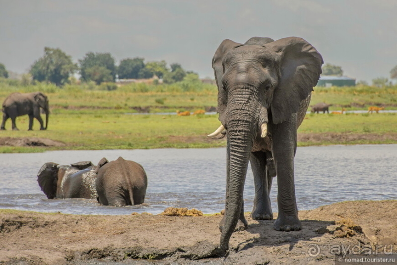 Африканское ралли. Часть 5