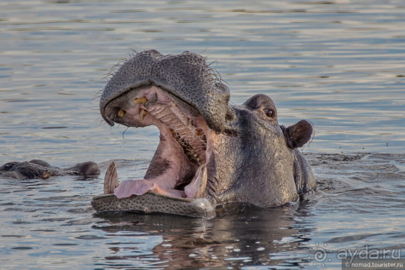 Африканское ралли. Часть 5