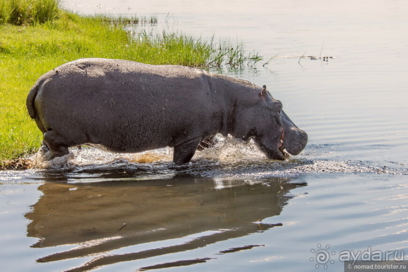 Африканское ралли. Часть 5