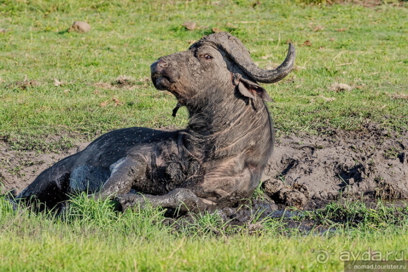 Африканское ралли. Часть 5