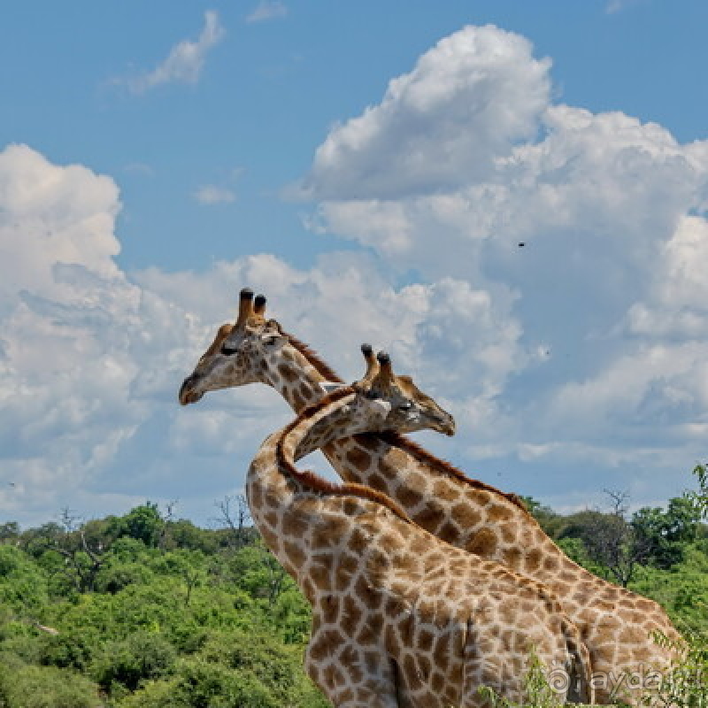 Африканское ралли. Часть 5