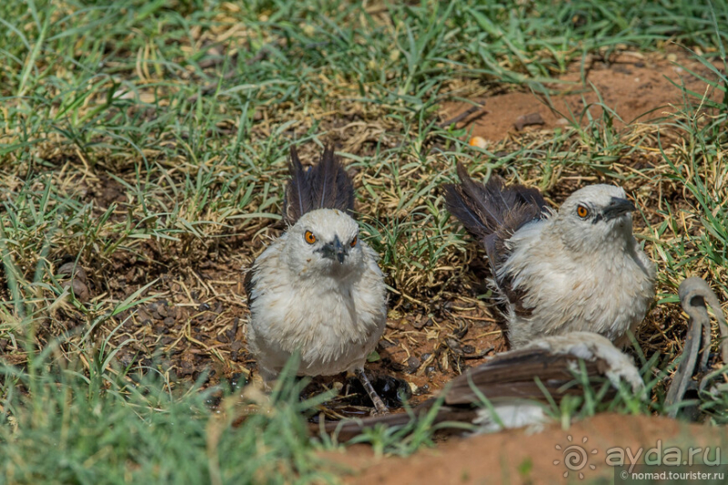 Африканское ралли. Часть 2