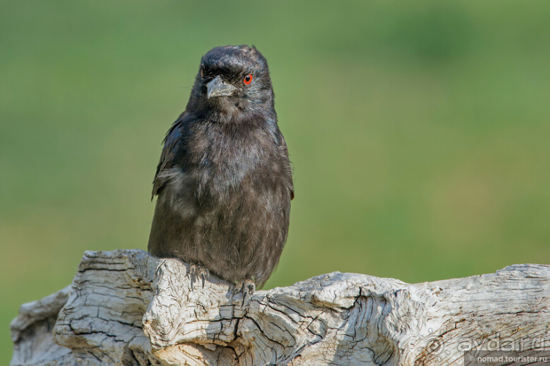 Африканское ралли. Часть 2