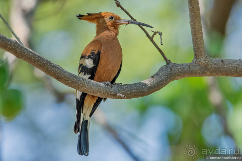 Африканское ралли. Часть 2