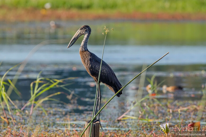 Африканское ралли. Часть 2