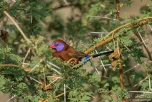 Африканское ралли. Часть 2