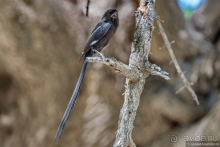 Африканское ралли. Часть 2