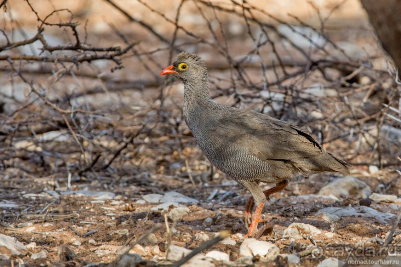Африканское ралли. Часть 2