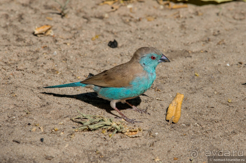 Африканское ралли. Часть 2