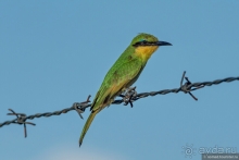 Африканское ралли. Часть 2