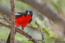 Африканское ралли. Часть 2