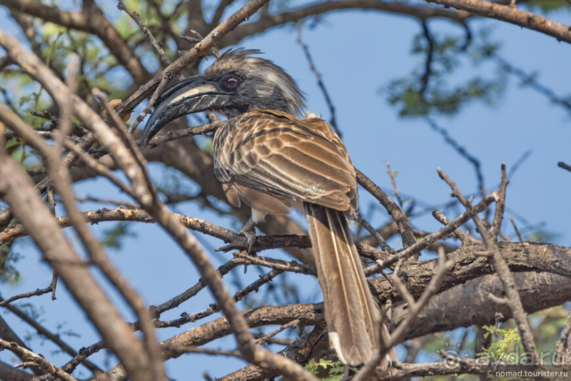 Африканское ралли. Часть 2