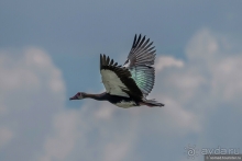 Африканское ралли. Часть 2