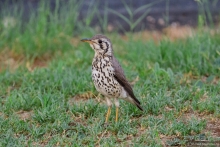 Африканское ралли. Часть 2