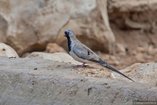 Африканское ралли. Часть 2