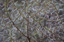 Африканское ралли. Часть 2