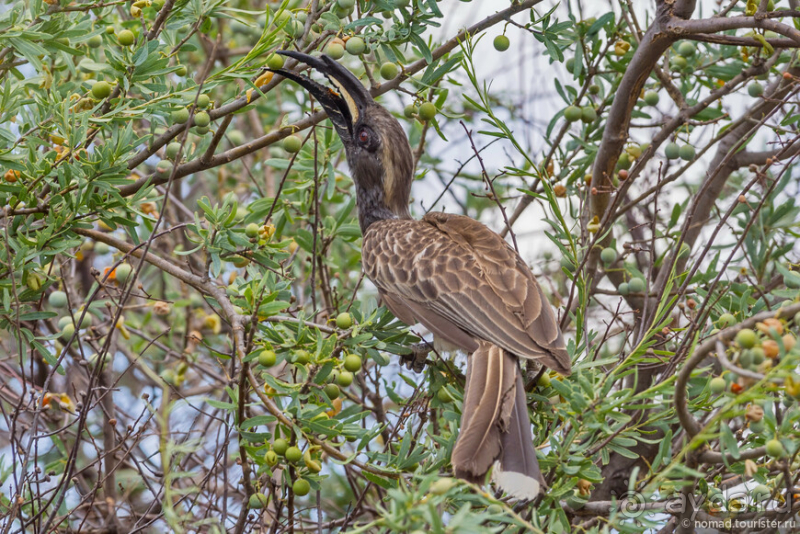 Африканское ралли. Часть 2